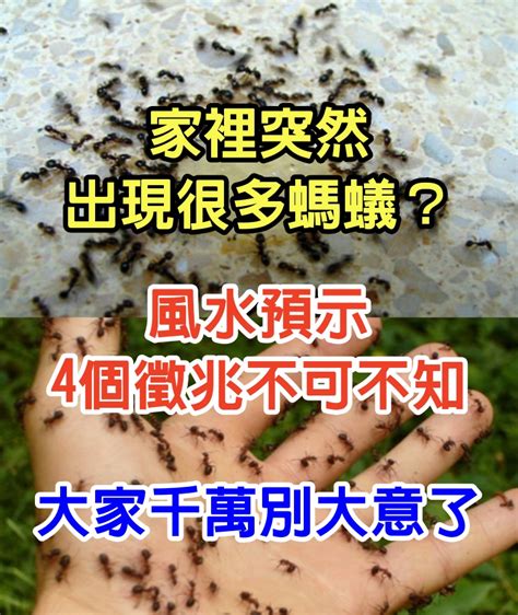 家裡突然出現很多螞蟻|家裡突然冒出很多小螞蟻怎麼辦？滅蟲專家教3招徹底消滅，1個便。